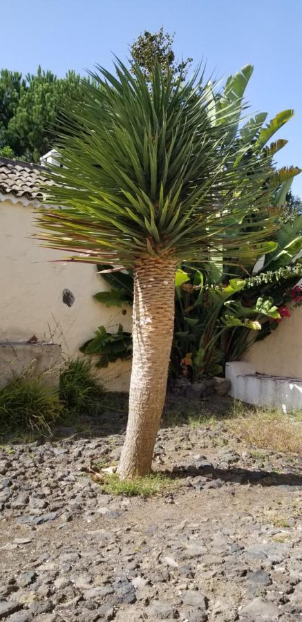 Apartament La Casita De La Vega Icod De Los Vinos Zewnętrze zdjęcie